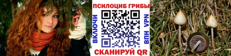 купить наркоту  Ленинск-Кузнецкий  Галлюциногенные грибы Psilocybine cubensis 